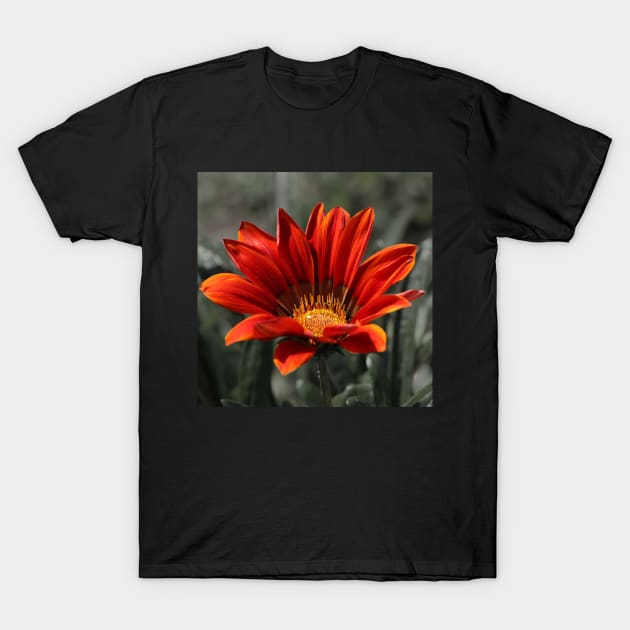 Red Gazania Flower T-Shirt by oknoki